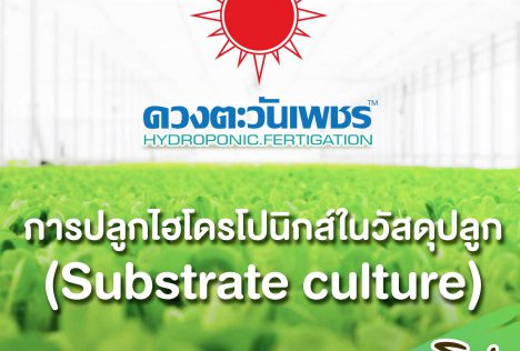การปลูกผักไฮโดร