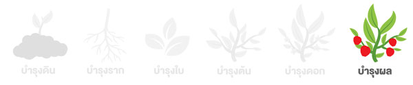 บำรุงผล