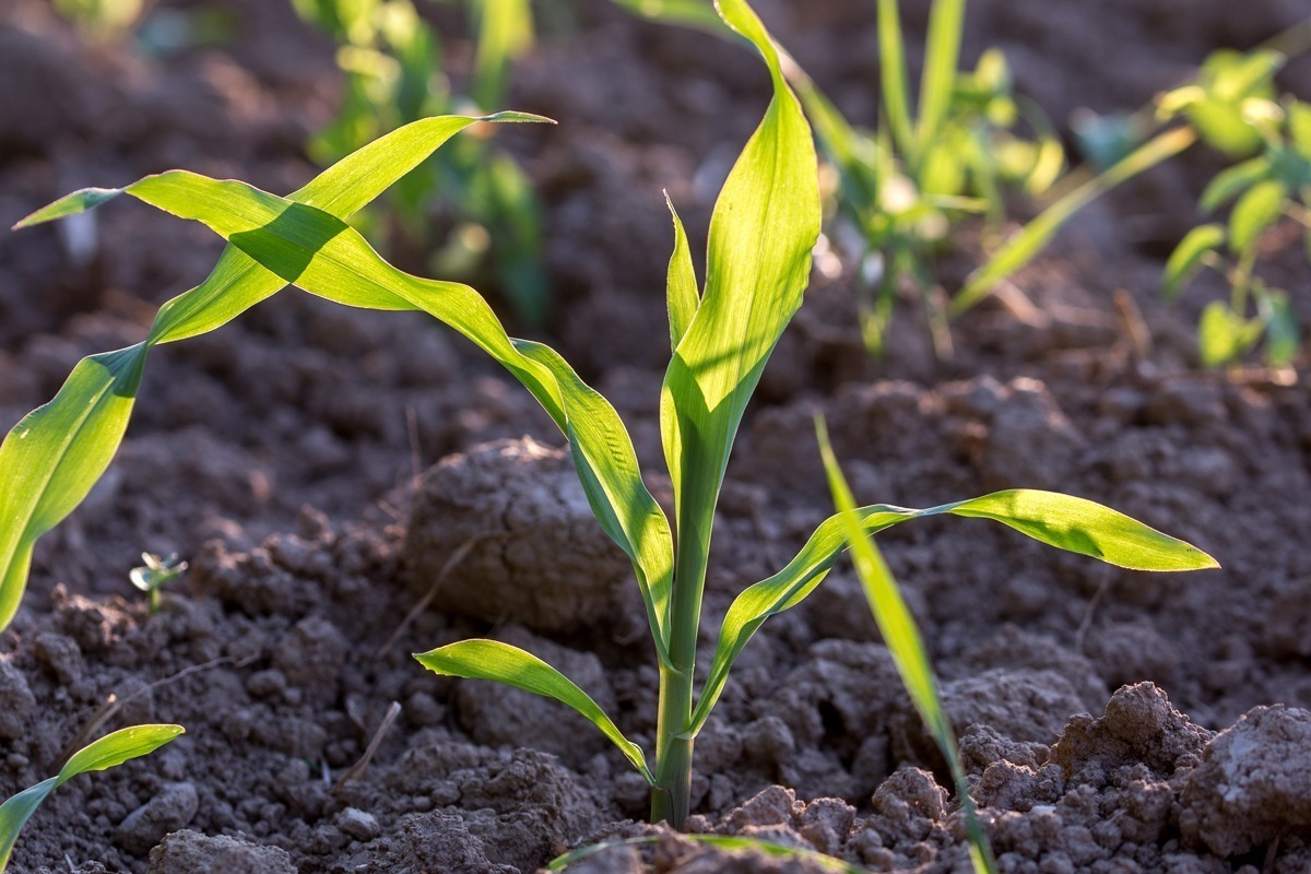 ข้าวโพด-20-25-วัน ข้าวโพด-20-25-วัน