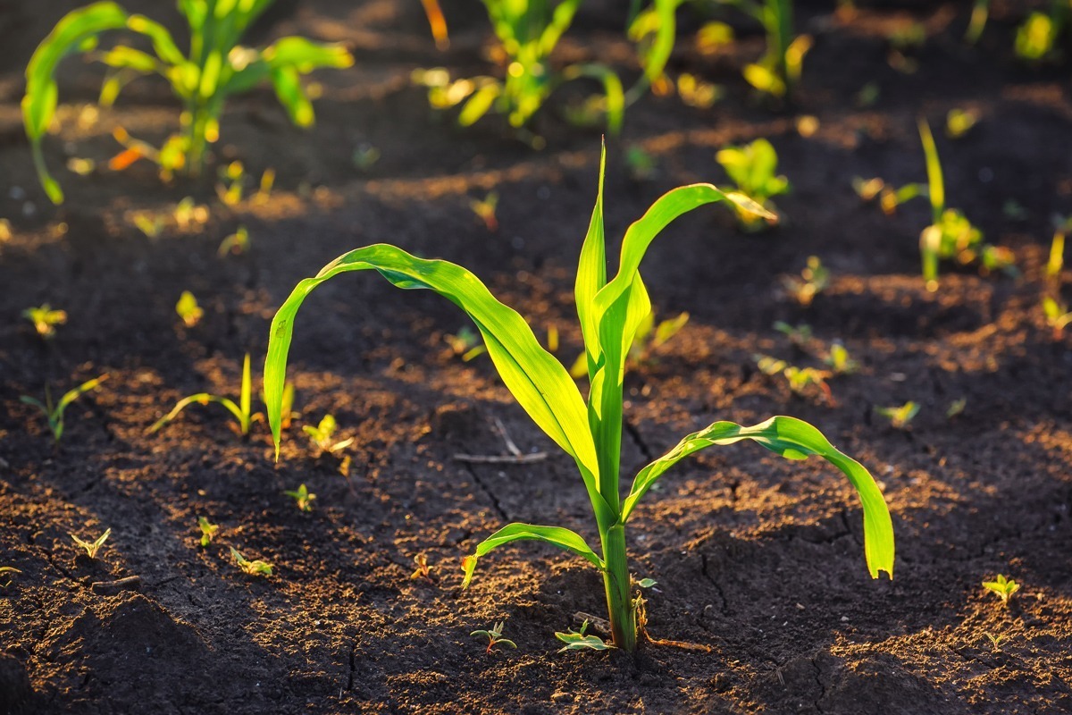 ข้าวโพด-25-วัน ข้าวโพด-25-วัน