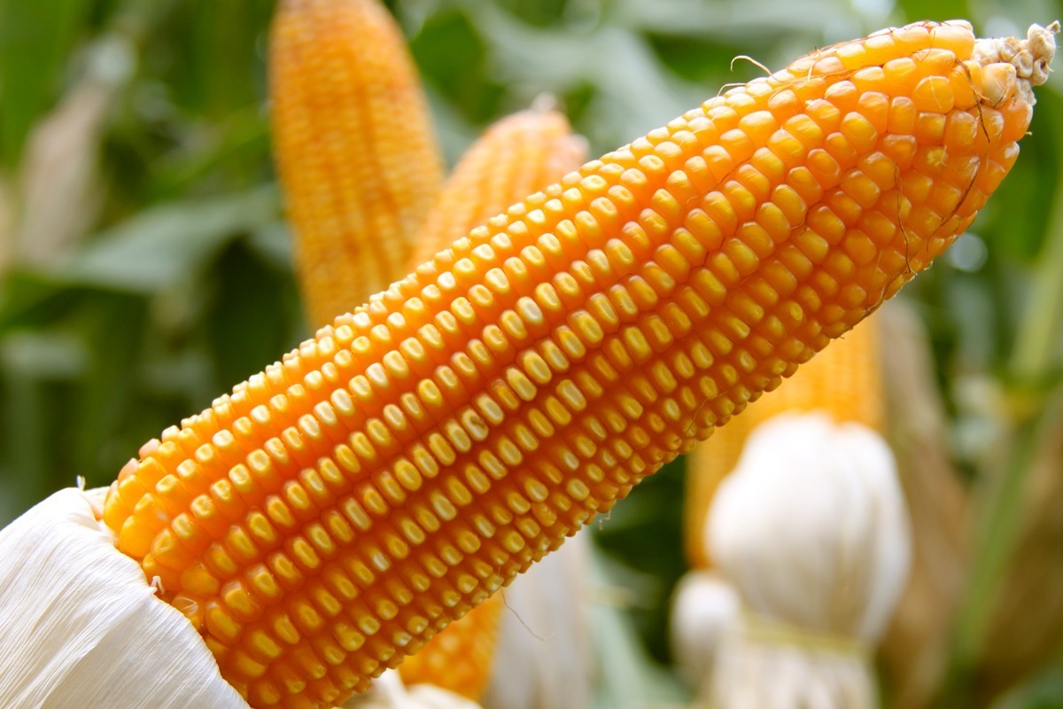 ข้าวโพด-45-55 ข้าวโพด-45-55