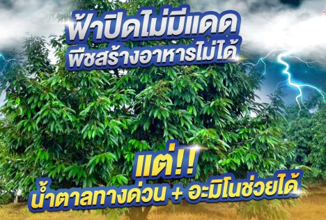 ฟ้าปิดพืชสร้างอาหารไม่ได้ต้องทำอย่างไร