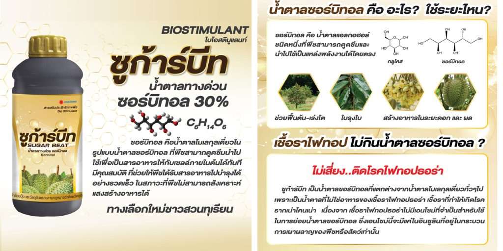 ฟ้าปิดพืชสร้างอาหารไม่ได้ต้องทำอย่างไร น้ำตาลทางด่วน ซูก้าร์บีท