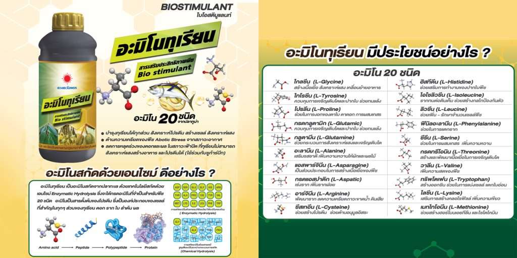 อะมิโนทุเรียน สกัดจากปลาทูน่า ฟ้าปิดพืชสร้างอาหารไม่ได้ต้องทำอย่างไร