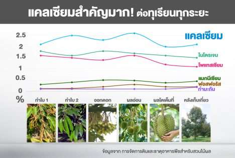 แคลเซียมสำหรับทุเรียน