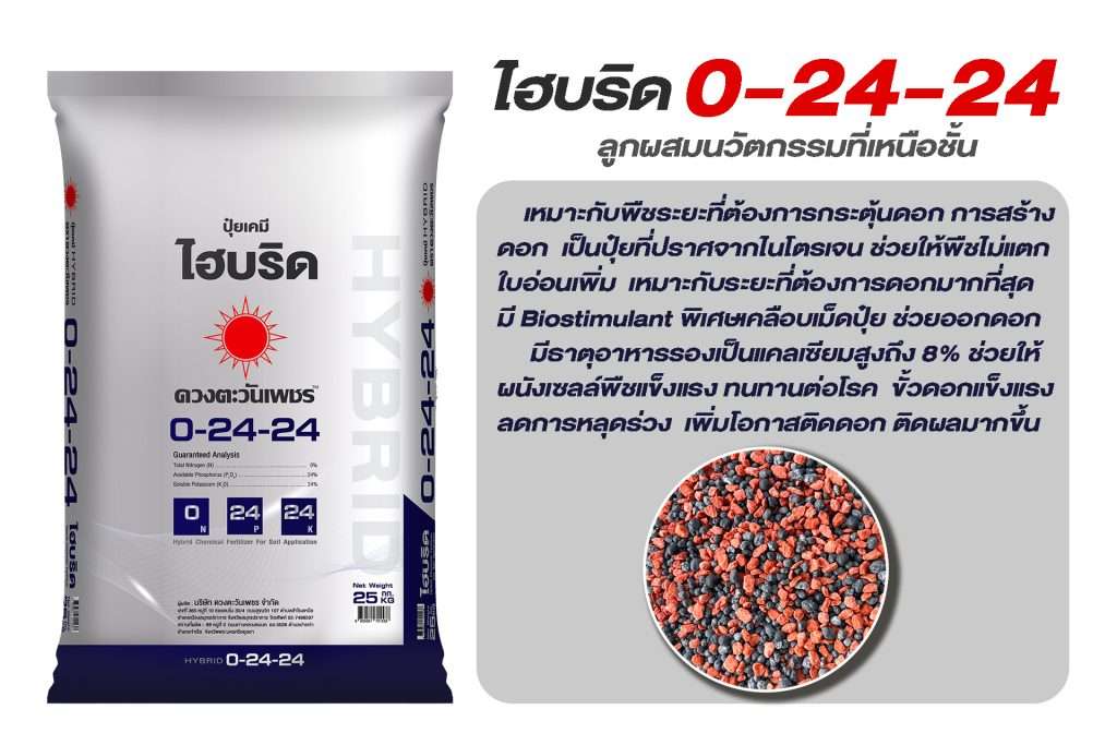 สูตร 0-24-24 และ 8-24-24 เปรียบเทียบปุ๋ยไฮบริดและคอมปาวด์