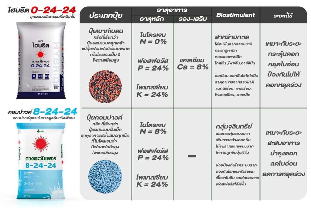 สูตร 0-24-24 และ 8-24-24 เปรียบเทียบปุ๋ยไฮบริดและคอมปาวด์