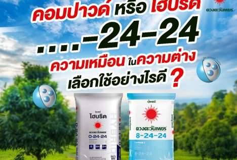 สูตร 0-24-24 และ 8-24-24 เปรียบเทียบปุ๋ยไฮบริดและคอมปาวด์