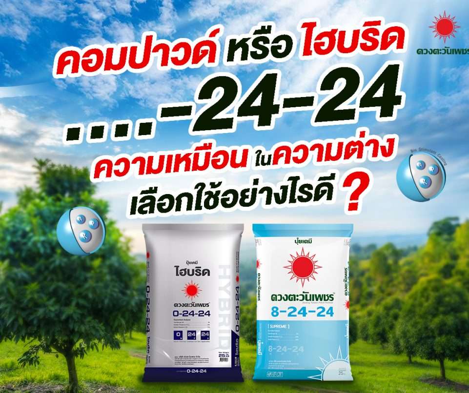 สูตร 0-24-24 และ 8-24-24 เปรียบเทียบปุ๋ยไฮบริดและคอมปาวด์