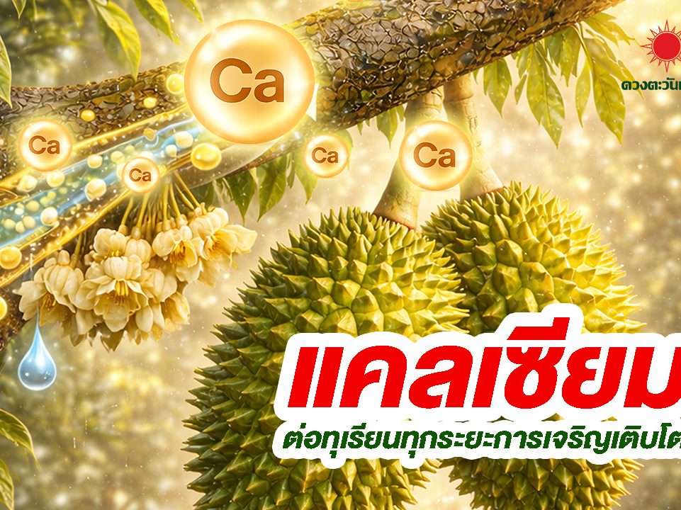 แคลเซียมสำคัญอย่างไรกับทุเรียน