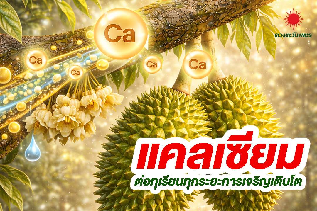 แคลเซียมสำคัญอย่างไรกับทุเรียน