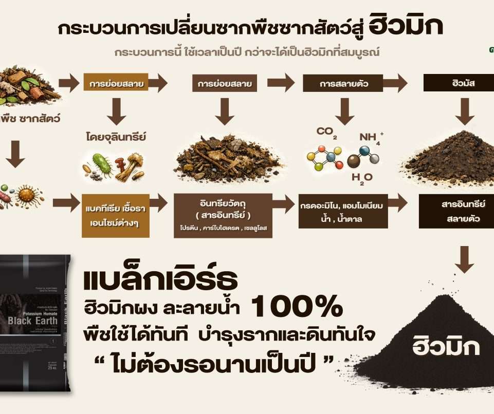 แผนภาพกระบวนการเกิดฮิวมิกในดินจากซากพืชซากสัตว์